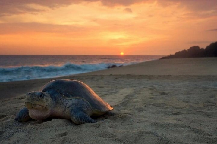 Turtle Nesting Tour - Photo 1 of 14